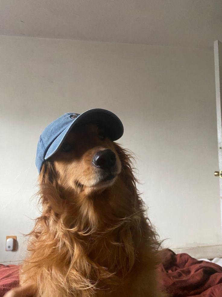 Golden dog wearing a blue baseball cap indoors, looking up with a happy expression