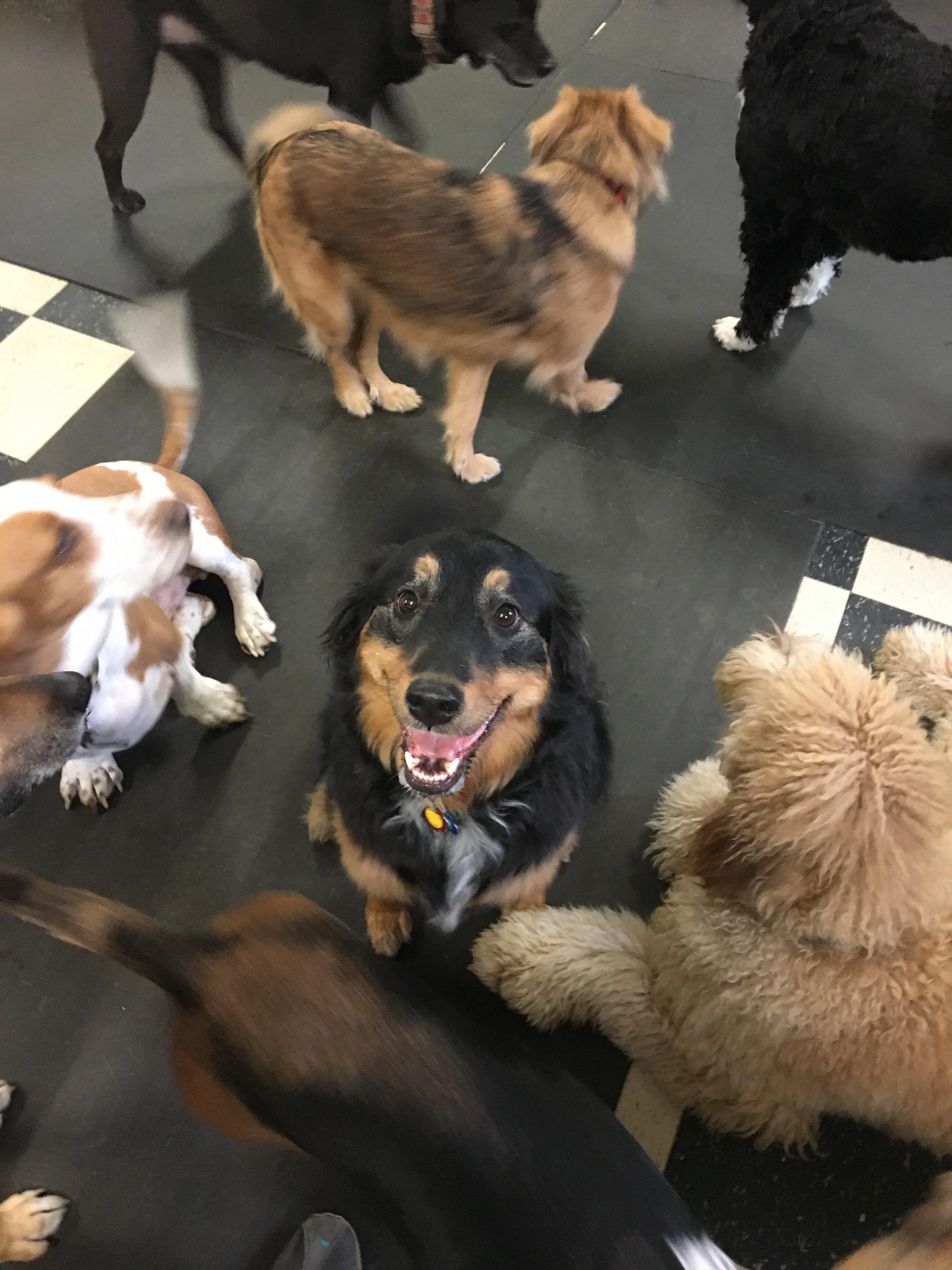 Black and tan dog grinning among several other dogs of different colors on a gray floor indoors