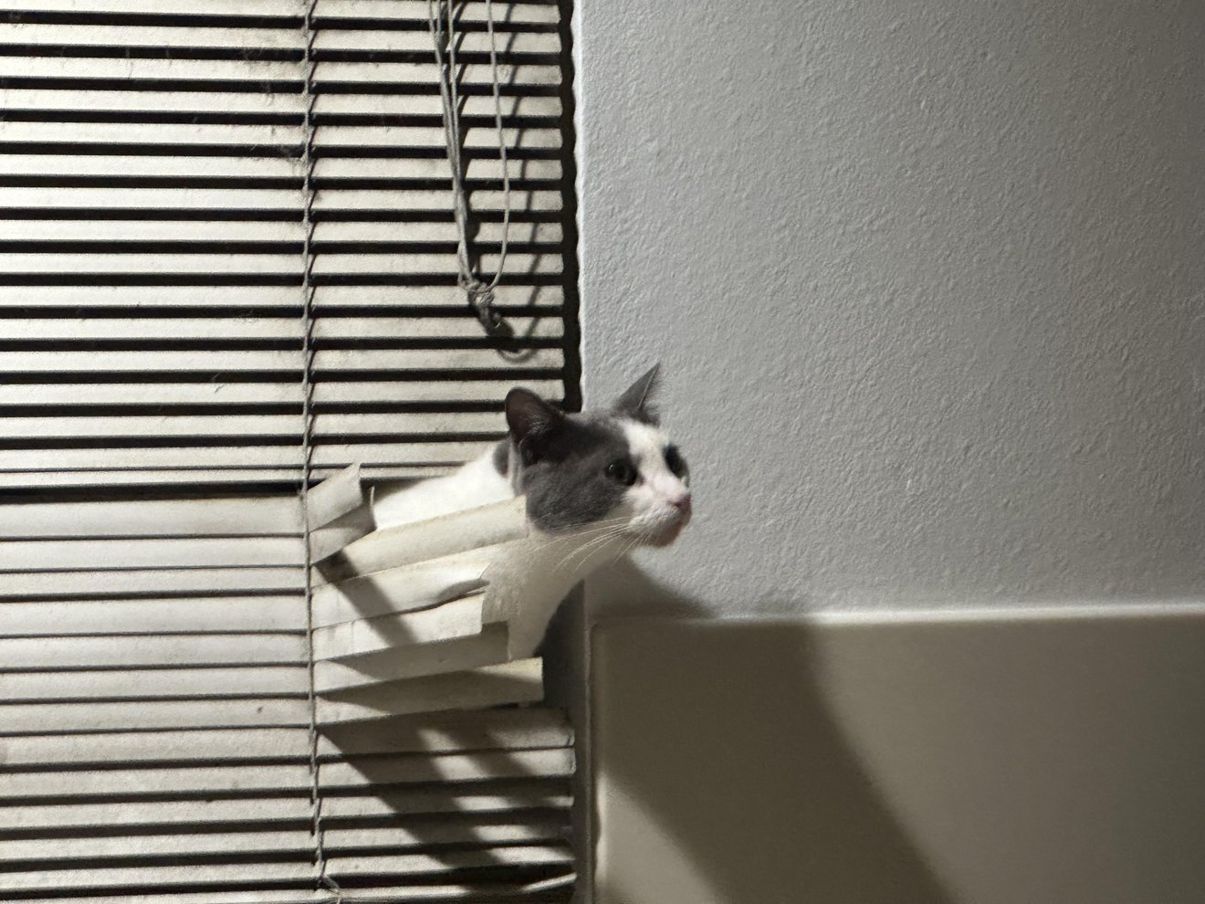 Gray and white tuxedo cat peeking through partially closed venetian blinds with sunlight streaming across its face