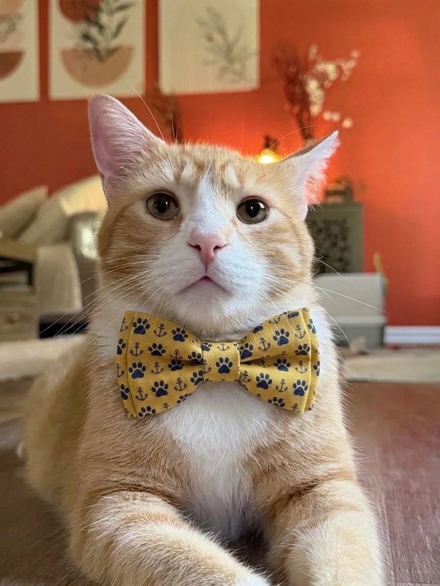 Funny Cat picture