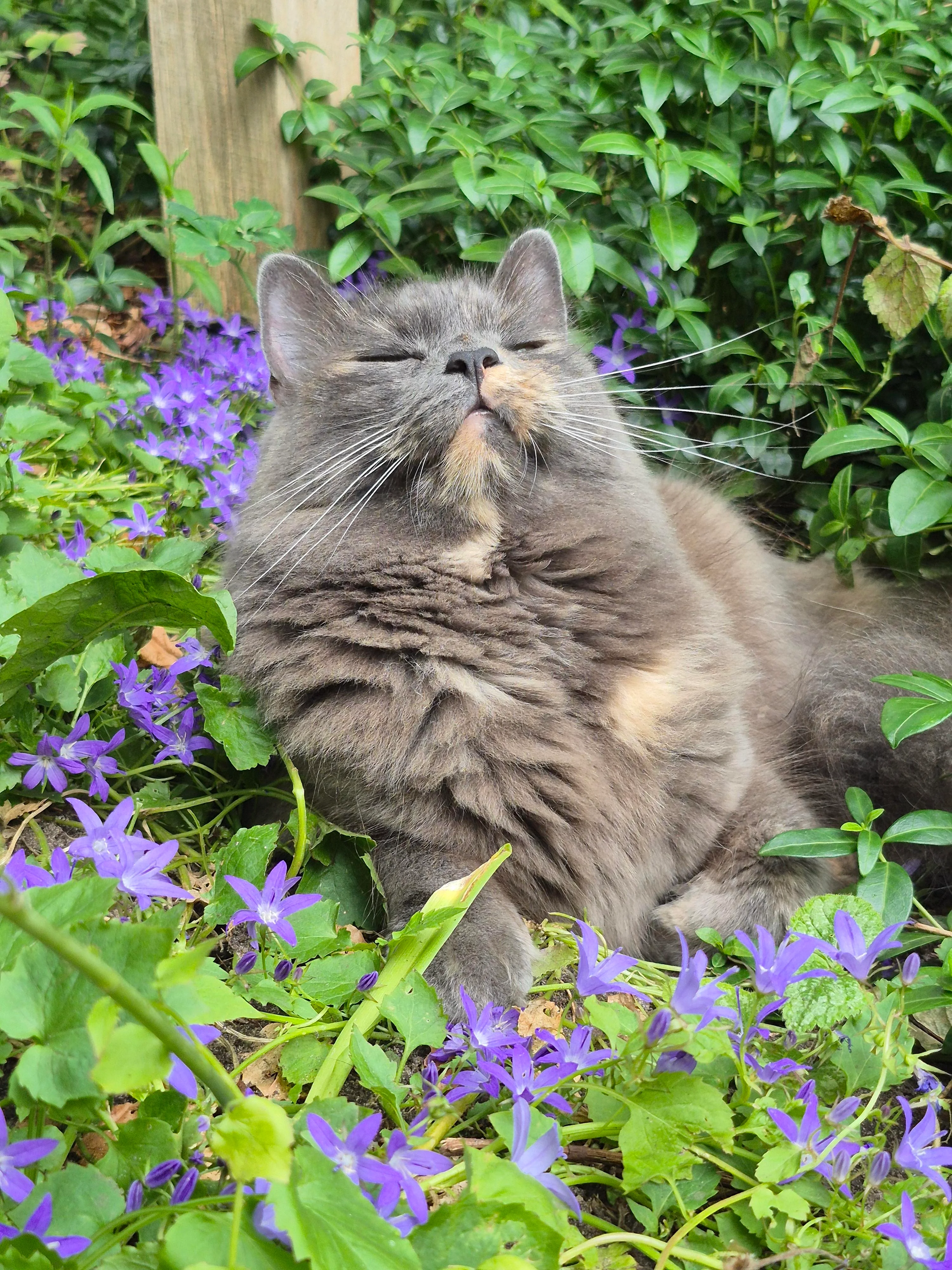 Gray fluffy cat sitting contentedly in a garden surrounded by purple flowers and green foliage
