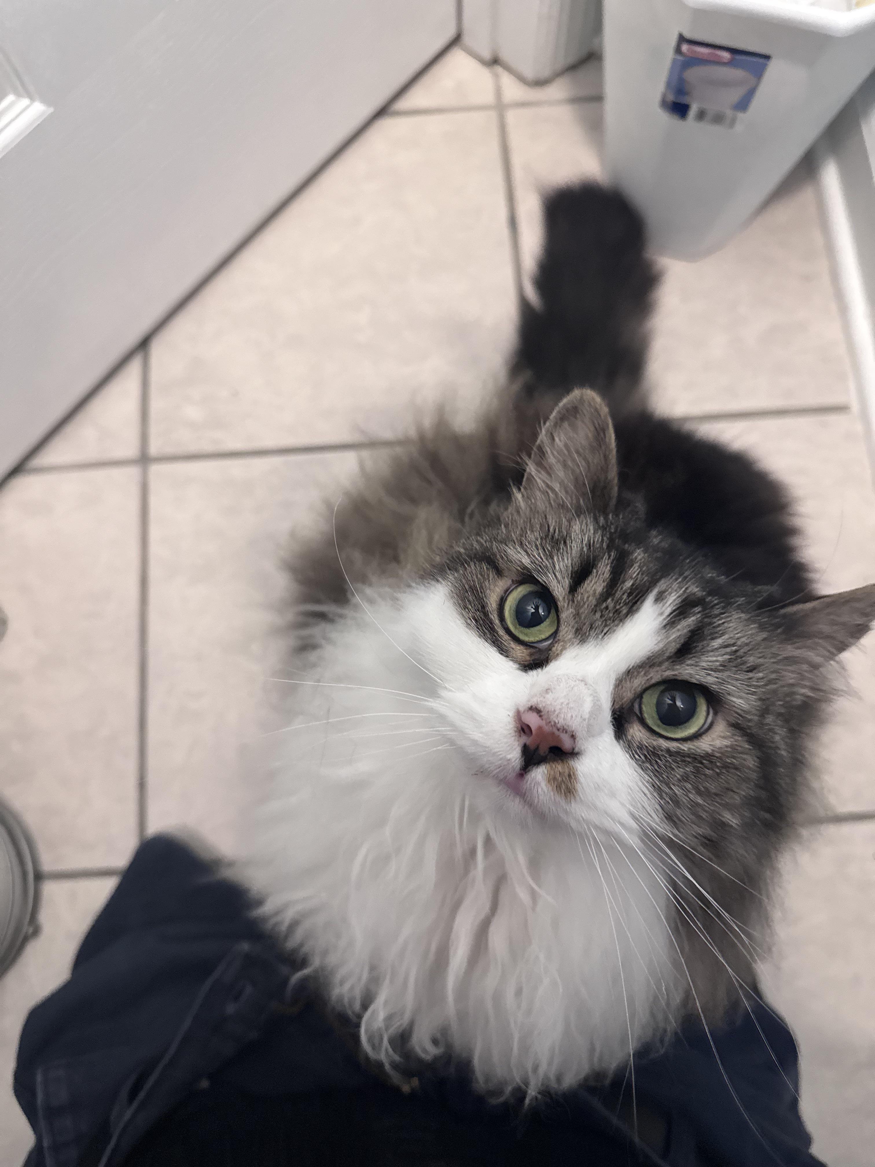 Tabby and white cat looking up at camera from bathroom floor with wide surprised eyes
