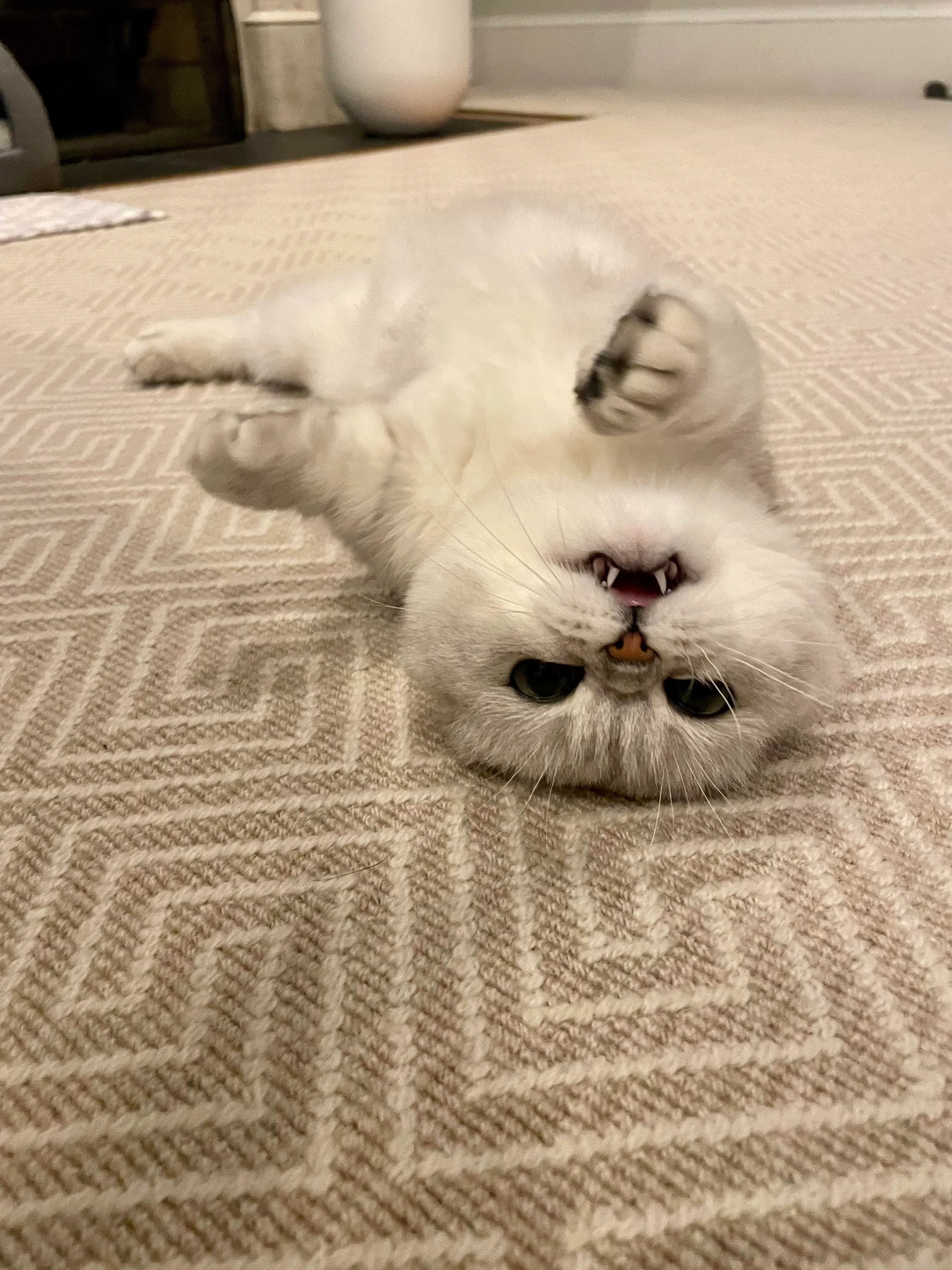 A white fluffy cat lying on its back on a beige carpet, looking grumpy and unimpressed.