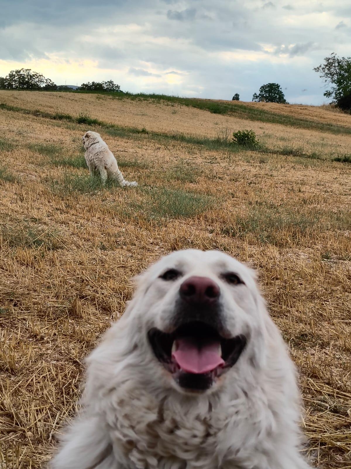 White dog smiling at camera in harvested field with another dog visible in background