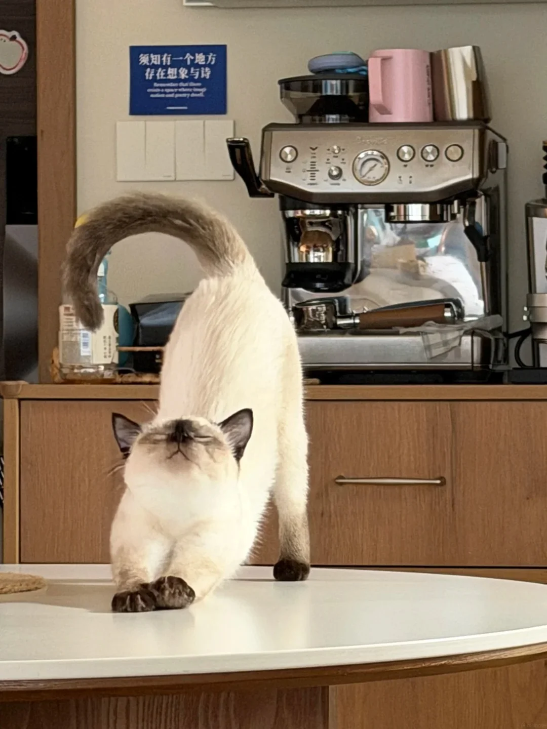 A cream and brown colorpoint cat stretching on a white counter in front of an espresso machine at a cafe.