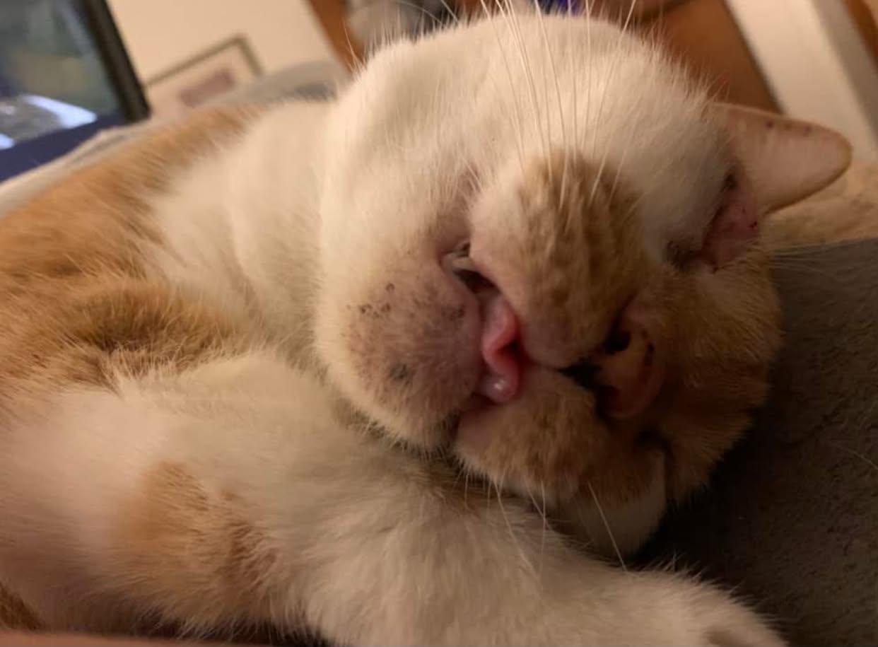 Cream and tabby cat sleeping contentedly while being pet, eyes closed in relaxation