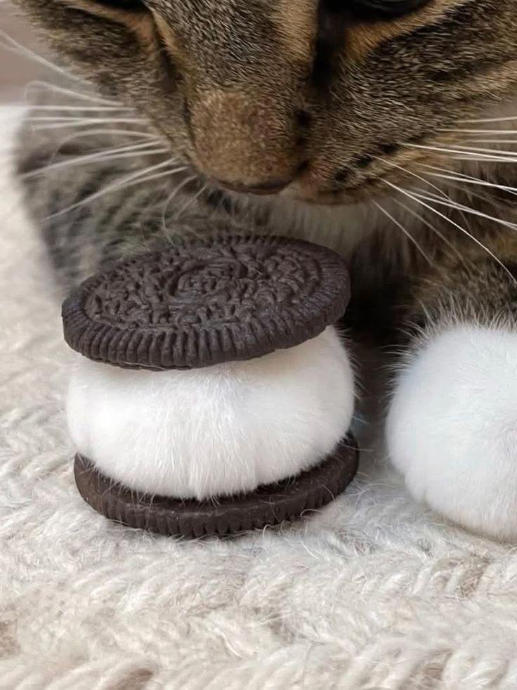 Tabby and white cat holding an Oreo cookie in its paw near its face